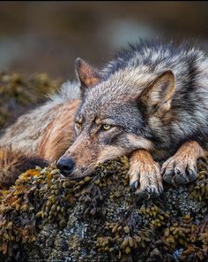 a wolf laying on top of a pile of moss