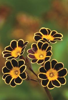 Garden Fancy, Primula Auricula, Pot Garden, Flowering Plants, Flowers Art, Gold Lace