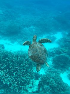 #turtle #oceanlife #ocean #nature #beach Pretty Ocean, Ocean Nature, Sea Turtles, Ocean Life, Sea Creatures, Sea Turtle, Turtles