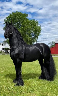 a large black horse standing on top of a lush green field