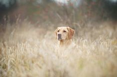 a dog is sitting in the tall grass