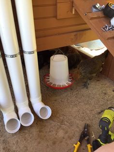 a bird is standing next to three white pipes and tools on the ground near it