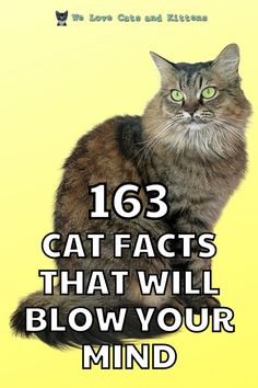 a cat sitting on top of a yellow background with the words 103 cat fact that will blow your mind