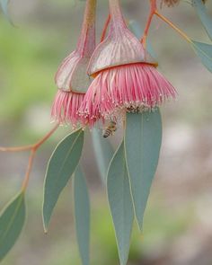 a pink flower with green leaves hanging from it