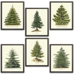 six different types of pine trees are shown