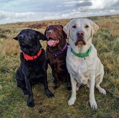 three dogs are sitting in the grass with their tongue out and one dog is sticking its tongue out