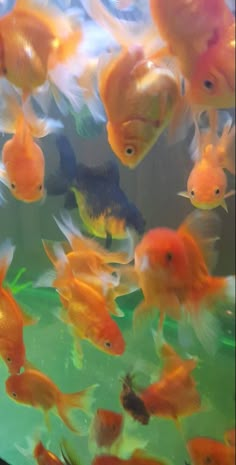 an aquarium filled with lots of goldfish