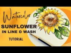 the sunflower in line and wash watercolor is being used to create an image