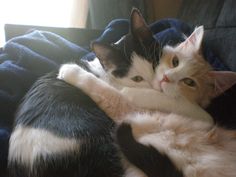 two cats cuddle together on a couch