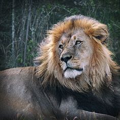 a lion laying down in the grass with trees in the backgrouds behind it