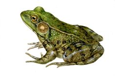 a green frog sitting on top of a white surface