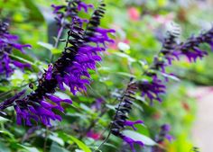 purple flowers are blooming in the garden