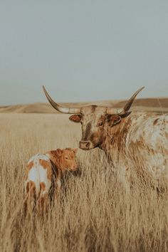 two long horn cows standing in the middle of a dry grass field with their heads touching each other