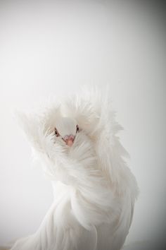 a white bird with long feathers on its back