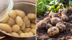 two pictures side by side one with potatoes and the other with dirt in it's soil