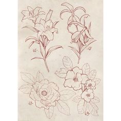 some flowers are drawn in pencil on paper