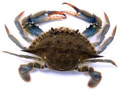 a close up of a blue crab on a white background