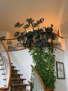 there is a plant growing on the stairs