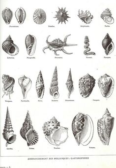 an illustration of different types of sea shells