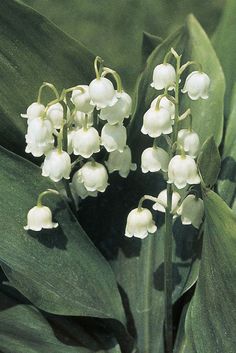 white flowers are growing in the middle of green leaves