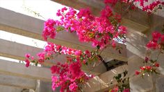 pink flowers growing on the side of a building