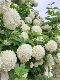 white flowers growing on the side of a road