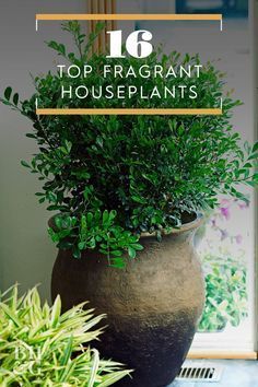 two potted plants sitting on top of a table