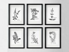 four black and white botanical prints hanging on a wall