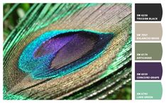 a peacock's feather is shown in this color scheme