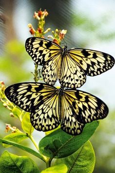 three black and white butterflies sitting on top of a green leafy plant with lots of leaves