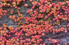 red and yellow leaves on a brick wall