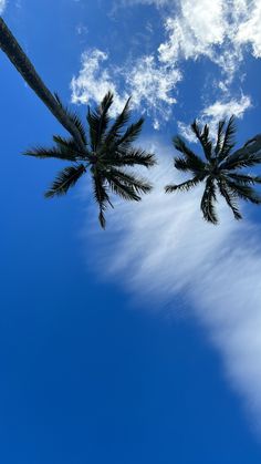 two palm trees reaching up into the blue sky with white clouds in the back ground