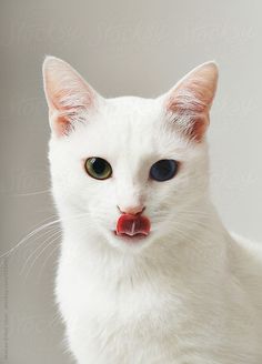 a white cat with blue eyes and tongue sticking out