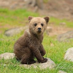 a brown bear cub sitting on top of a rock in the grass next to some rocks