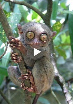 a small animal sitting on top of a tree branch