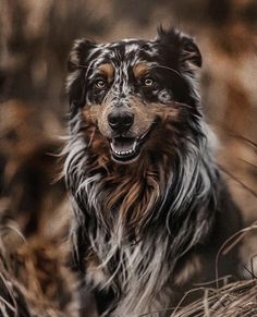 a brown and black dog standing on top of dry grass