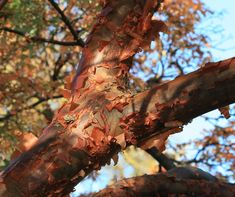 the branches of a tree with leaves on it