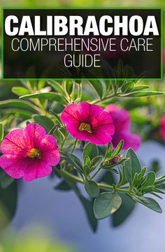 pink flowers with green leaves and the words calibaacha compreensive care guide