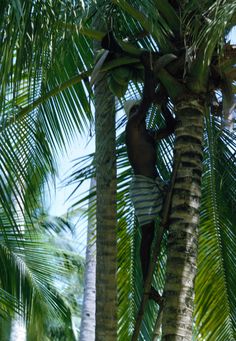 a man climbing up the side of a palm tree