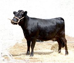 a large black cow standing on top of a dry grass covered field next to a white wall