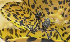 a yellow and black flower with two bugs on it's back legs in front of the petals