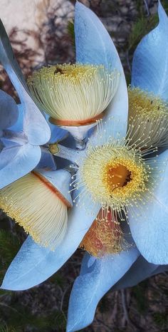 two blue flowers with yellow stamens on them