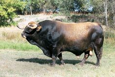 a large bull standing on top of a grass covered field next to trees and bushes