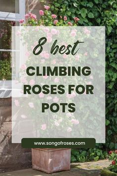 the words 8 best climbing roses for pots