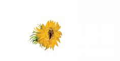 a single yellow sunflower is shown against a white background with the word hello written below it