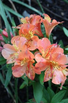 an orange flower with yellow stamens in the foreground