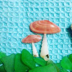 two small mushrooms sitting on top of some green leafy plants next to each other