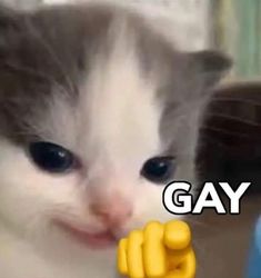 a white and gray cat with the caption gay on it's face next to a blue object