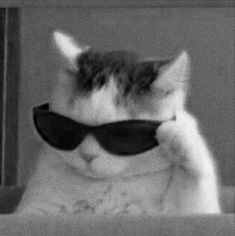 a black and white photo of a cat wearing sunglasses