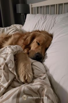 a golden retriever dog laying on top of a bed with white sheets and blankets